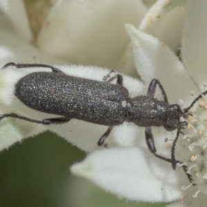 Eleale sp. (genus) at Acton, ACT - 4 Dec 2019