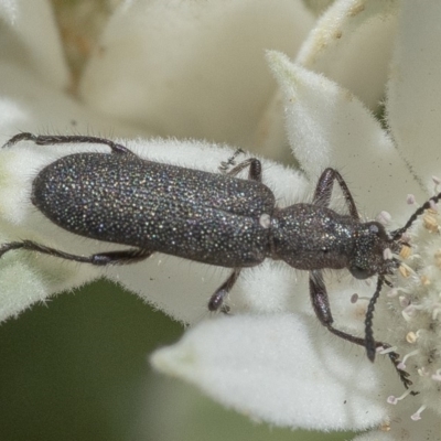 Eleale sp. (genus) (Clerid beetle) at Acton, ACT - 4 Dec 2019 by WHall