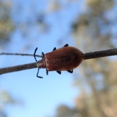Ecnolagria grandis (Honeybrown beetle) at Mount Painter - 4 Dec 2019 by CathB