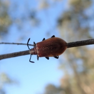 Ecnolagria grandis at Cook, ACT - 4 Dec 2019 05:49 PM