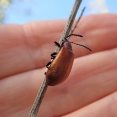 Ecnolagria grandis at Cook, ACT - 4 Dec 2019