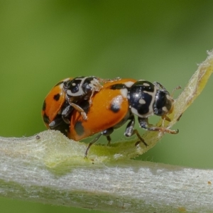 Hippodamia variegata at Acton, ACT - 4 Dec 2019