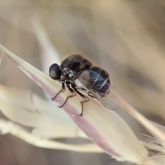 Ogcodes basalis (A hunch-back fly) at Cook, ACT - 4 Dec 2019 by CathB