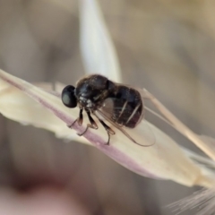 Ogcodes basalis at Cook, ACT - 4 Dec 2019 06:21 PM