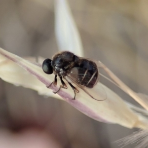 Ogcodes basalis at Cook, ACT - 4 Dec 2019 06:21 PM