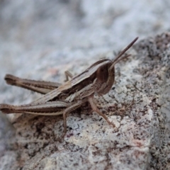 Macrotona australis (Common Macrotona Grasshopper) at Cook, ACT - 4 Dec 2019 by CathB