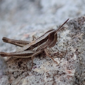 Macrotona australis at Cook, ACT - 4 Dec 2019