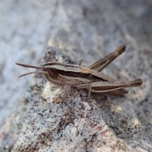 Macrotona australis at Cook, ACT - 4 Dec 2019