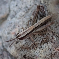 Macrotona australis at Cook, ACT - 4 Dec 2019