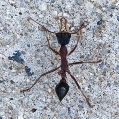 Myrmecia nigriceps (Black-headed bull ant) at Hughes Garran Woodland - 4 Dec 2019 by ruthkerruish