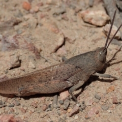 Goniaea carinata (Black kneed gumleaf grasshopper) at Cook, ACT - 1 Dec 2019 by CathB