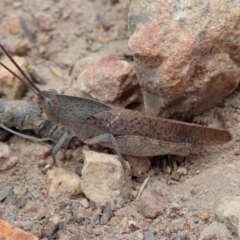 Goniaea carinata at Cook, ACT - 1 Dec 2019