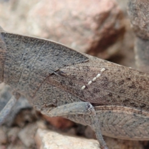 Goniaea carinata at Cook, ACT - 1 Dec 2019