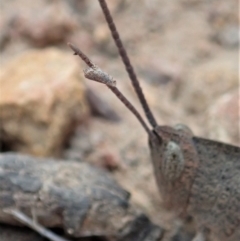 Goniaea carinata at Cook, ACT - 1 Dec 2019