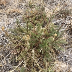 Sanguisorba minor at Hackett, ACT - 2 Dec 2019 10:38 AM