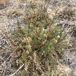 Sanguisorba minor at Hackett, ACT - 2 Dec 2019