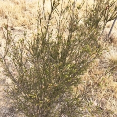 Callistemon sp. (A Bottlebrush) at Hackett, ACT - 1 Dec 2019 by ruthkerruish