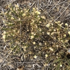 Vittadinia muelleri (Narrow-leafed New Holland Daisy) at Hackett, ACT - 1 Dec 2019 by ruthkerruish