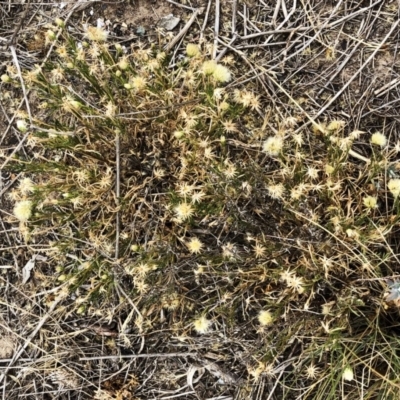 Vittadinia muelleri (Narrow-leafed New Holland Daisy) at Hackett, ACT - 1 Dec 2019 by ruthkerruish