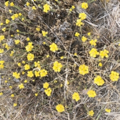 Chrysocephalum apiculatum (Common Everlasting) at Hackett, ACT - 1 Dec 2019 by ruthkerruish