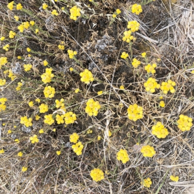 Chrysocephalum apiculatum (Common Everlasting) at Hackett, ACT - 2 Dec 2019 by ruthkerruish