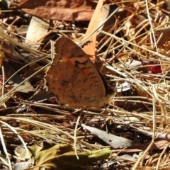 Junonia villida (Meadow Argus) at Aranda, ACT - 4 Dec 2019 by KMcCue