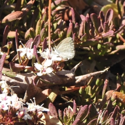 Zizina otis (Common Grass-Blue) at Aranda, ACT - 5 Dec 2019 by KMcCue