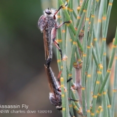 Neoaratus hercules (Herculean Robber Fly) at Ulladulla, NSW - 28 Nov 2019 by Charles Dove