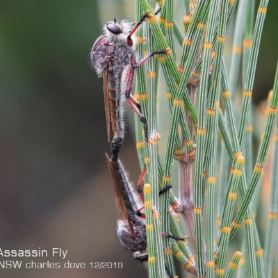 Neoaratus hercules (Herculean Robber Fly) at Ulladulla, NSW - 28 Nov 2019 by Charles Dove