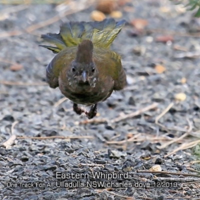 Psophodes olivaceus (Eastern Whipbird) at Ulladulla Reserves Bushcare - 25 Nov 2019 by CharlesDove