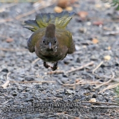 Psophodes olivaceus (Eastern Whipbird) at Ulladulla, NSW - 24 Nov 2019 by Charles Dove