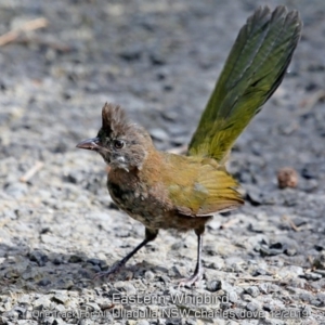 Psophodes olivaceus at Ulladulla Reserves Bushcare - 25 Nov 2019