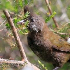 Psophodes olivaceus at Ulladulla Reserves Bushcare - 25 Nov 2019