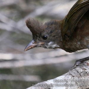 Psophodes olivaceus at Ulladulla Reserves Bushcare - 25 Nov 2019