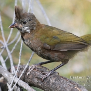 Psophodes olivaceus at Ulladulla Reserves Bushcare - 25 Nov 2019