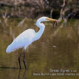 Ardea alba at Burrill Lake, NSW - 29 Nov 2019 12:00 AM