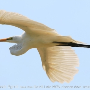 Ardea alba at Burrill Lake, NSW - 29 Nov 2019 12:00 AM