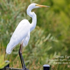 Ardea alba at Burrill Lake, NSW - 29 Nov 2019 12:00 AM