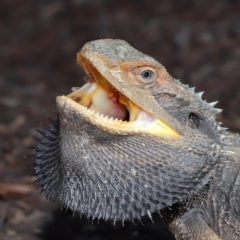 Pogona barbata (Eastern Bearded Dragon) at Acton, ACT - 4 Dec 2019 by TimL