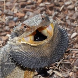 Pogona barbata at Acton, ACT - 4 Dec 2019