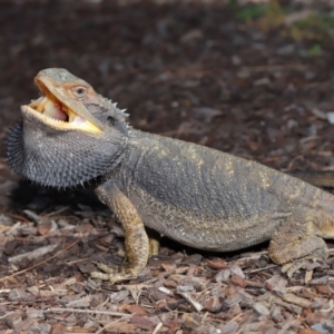 Pogona barbata at Acton, ACT - 4 Dec 2019