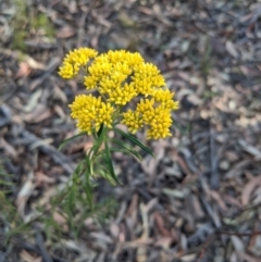 Cassinia aureonitens (Yellow Cassinia) at Belanglo - 5 Dec 2019 by Margot