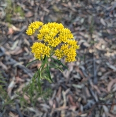 Cassinia aureonitens (Yellow Cassinia) at Belanglo State Forest - 4 Dec 2019 by Margot