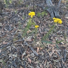 Cassinia aureonitens at Wingecarribee Local Government Area - 5 Dec 2019