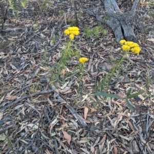 Cassinia aureonitens at Wingecarribee Local Government Area - 5 Dec 2019