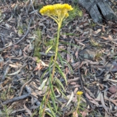 Cassinia aureonitens at Wingecarribee Local Government Area - suppressed