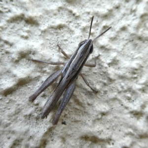 Macrotona australis at Googong, NSW - 5 Dec 2019 06:59 PM