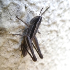 Macrotona australis at Googong, NSW - 5 Dec 2019 06:59 PM