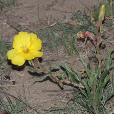 Oenothera stricta subsp. stricta (Common Evening Primrose) at Bonython, ACT - 11 Nov 2019 by michaelb