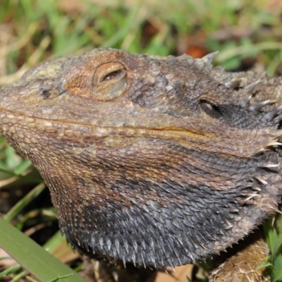Pogona barbata (Eastern Bearded Dragon) at Acton, ACT - 3 Dec 2019 by TimL